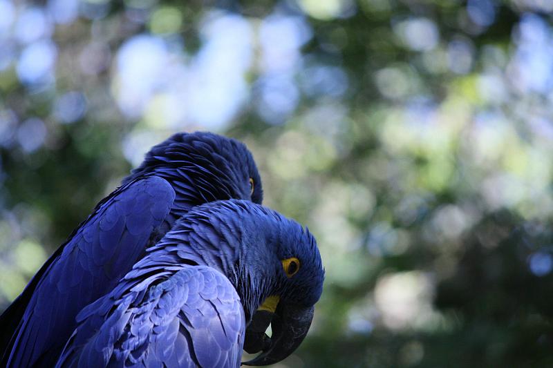 IMG_1523.JPG - Hyacinth Macaw