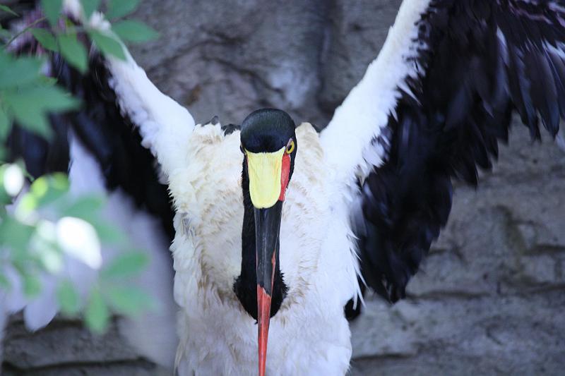 IMG_1612.JPG - Saddle-billed stork impersonating a vulture